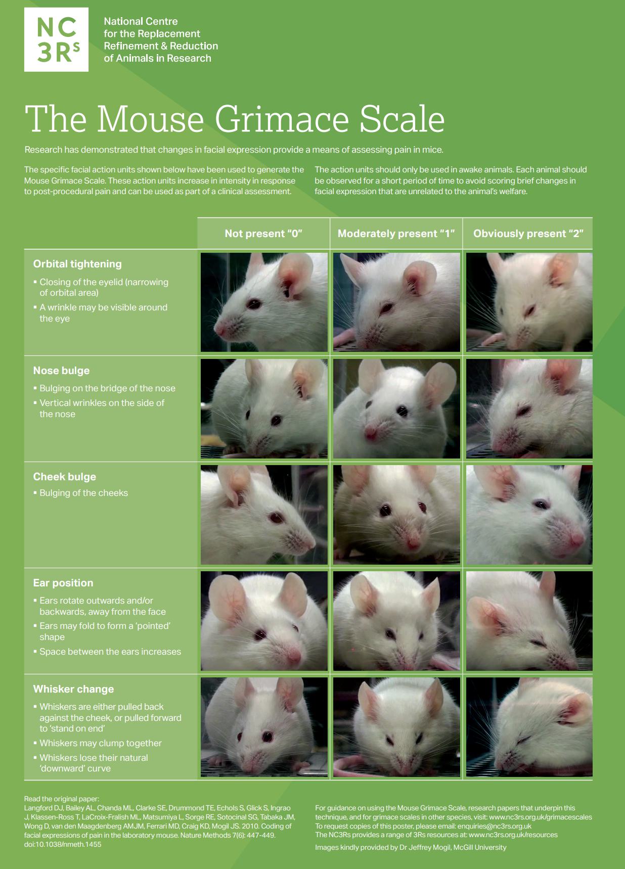 Mouse Grimace Scale